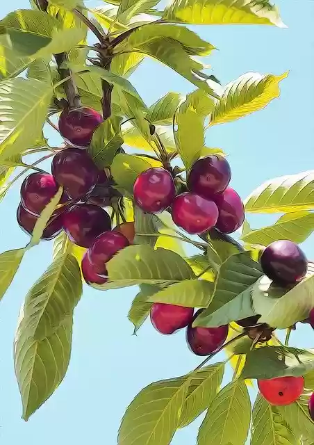 دانلود رایگان قالب عکس رایگان Cherry Fruit Red برای ویرایش با ویرایشگر تصویر آنلاین GIMP