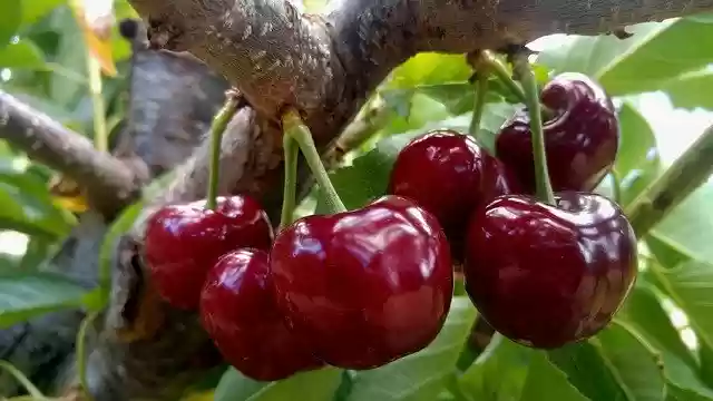 Free download Cherries Of The Jerte -  free photo or picture to be edited with GIMP online image editor