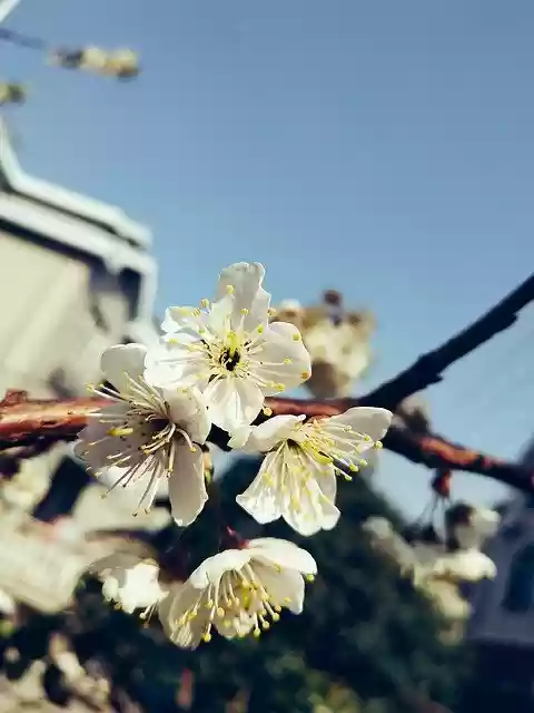 Cherry Blossom Flower  screen for extension Chrome web store in OffiDocs Chromium