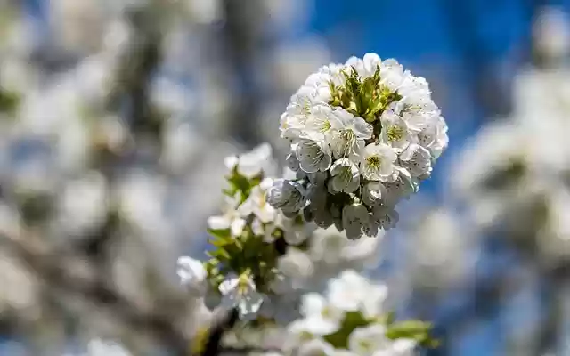Free download cherry blossom flowers branch free picture to be edited with GIMP free online image editor