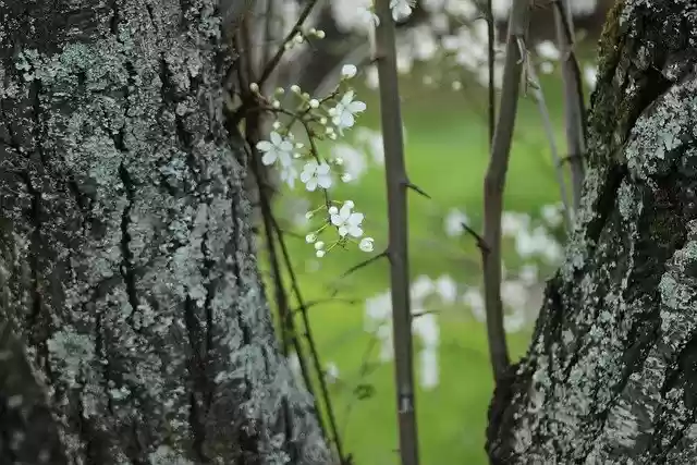 Free download cherry blossom flowers tree trunk free picture to be edited with GIMP free online image editor
