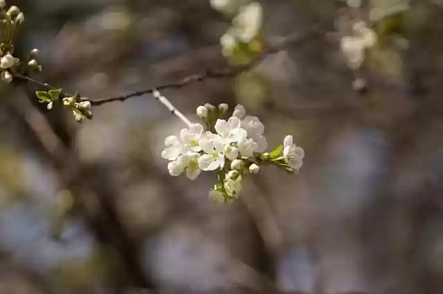 Free download cherry blossom flowers white flowers free picture to be edited with GIMP free online image editor