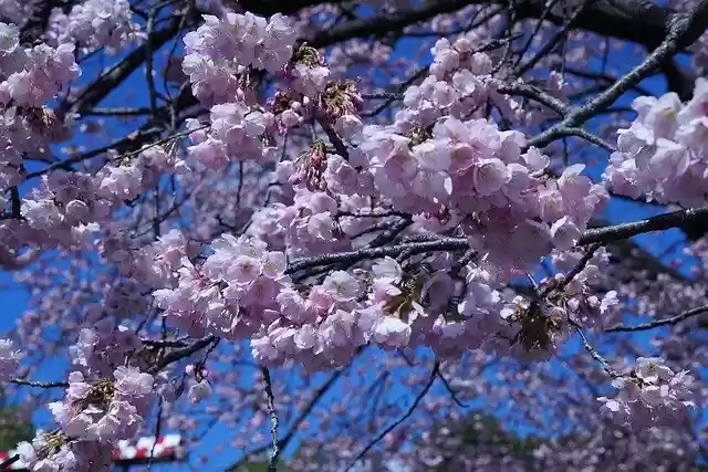 Free download Cherry Blossom Flower Tree -  free photo or picture to be edited with GIMP online image editor