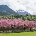 Cherry blossom garden  screen for extension Chrome web store in OffiDocs Chromium