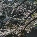 Cherry Blossom in Bloom  screen for extension Chrome web store in OffiDocs Chromium
