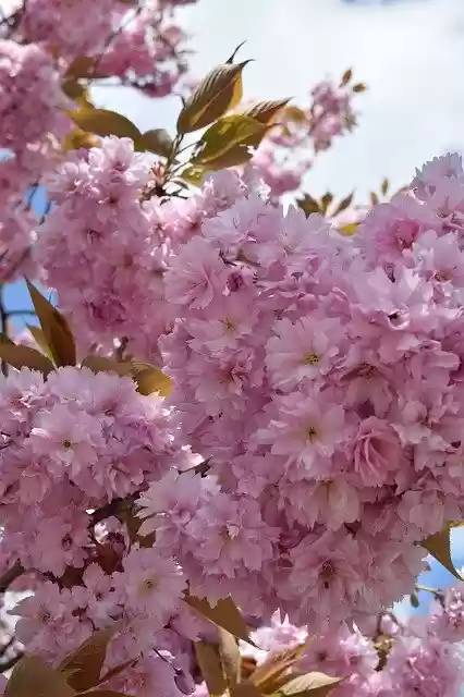 Free download Cherry Blossom Pink B -  free photo or picture to be edited with GIMP online image editor