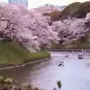 cherry blossoms and river  screen for extension Chrome web store in OffiDocs Chromium