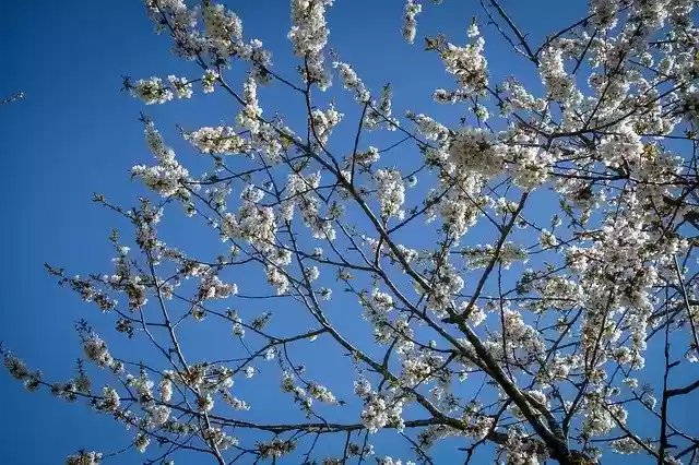 Free download Cherry Blossoms Flowers Branch -  free photo or picture to be edited with GIMP online image editor