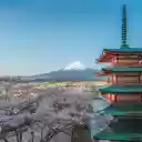 cherry blossoms in full bloom at a Japanese temple  screen for extension Chrome web store in OffiDocs Chromium