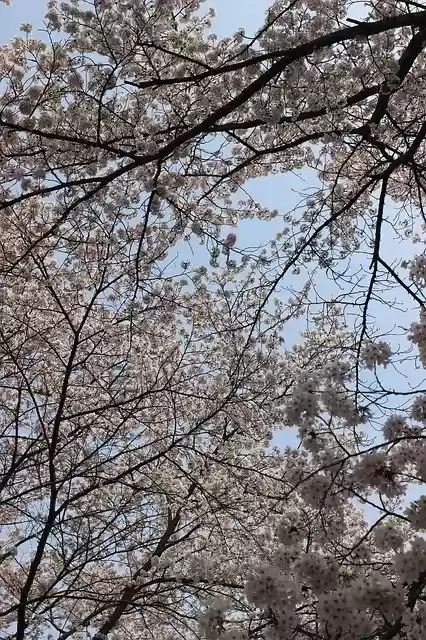 Free download Cherry Blossom Sky -  free photo or picture to be edited with GIMP online image editor