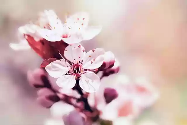 Free download cherry blossoms petals nature tree free picture to be edited with GIMP free online image editor