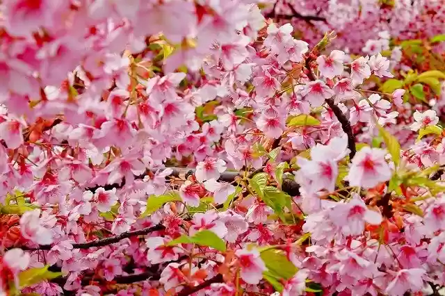 Free download Cherry Blossom Spring Flower -  free photo or picture to be edited with GIMP online image editor