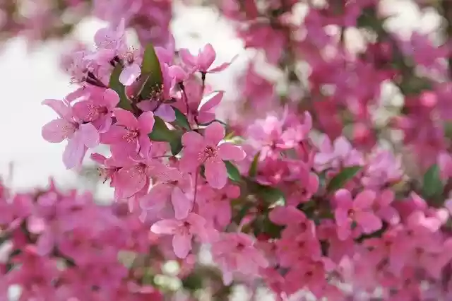 Free download Cherry Blossom Spring Snow Pink -  free photo or picture to be edited with GIMP online image editor