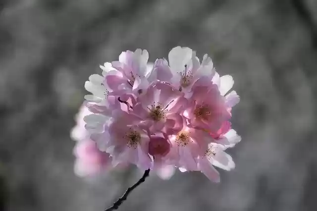 Free download Cherry Blossoms Tree -  free photo or picture to be edited with GIMP online image editor