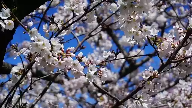 Cherry Blossom Tree  screen for extension Chrome web store in OffiDocs Chromium