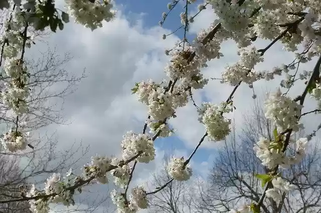 Muat turun percuma Cawangan Pokok Cherry Blossom - foto atau gambar percuma untuk diedit dengan editor imej dalam talian GIMP