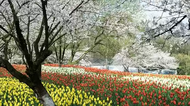 Free download Cherry Blossom Tulip Travel -  free photo or picture to be edited with GIMP online image editor