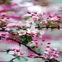 Cherry blossom wallpaper  screen for extension Chrome web store in OffiDocs Chromium