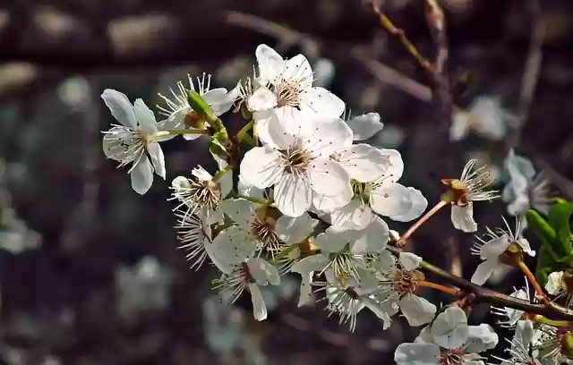 Free download cherry flowers spring nature free picture to be edited with GIMP free online image editor