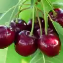 Cherry giggled  screen for extension Chrome web store in OffiDocs Chromium