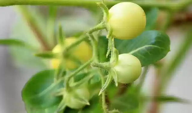 Free download Cherry Tomato Plant Plantae -  free photo or picture to be edited with GIMP online image editor