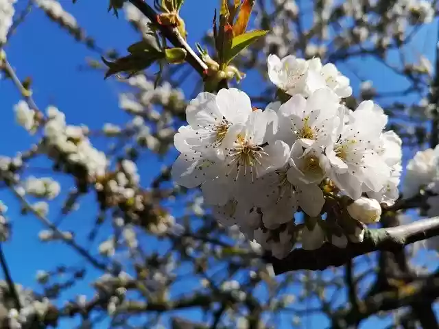 Free download Cherry Tree Blossom -  free photo or picture to be edited with GIMP online image editor