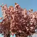 Cherry Tree in Blossom  screen for extension Chrome web store in OffiDocs Chromium