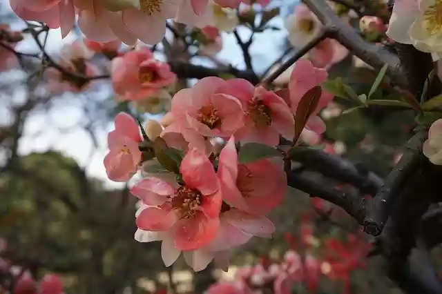 Free download Cherry Tree Japan The -  free photo or picture to be edited with GIMP online image editor