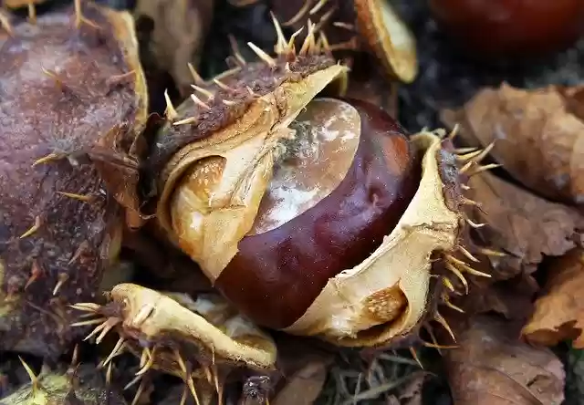 Free download Chestnut Autumn Forest -  free photo or picture to be edited with GIMP online image editor