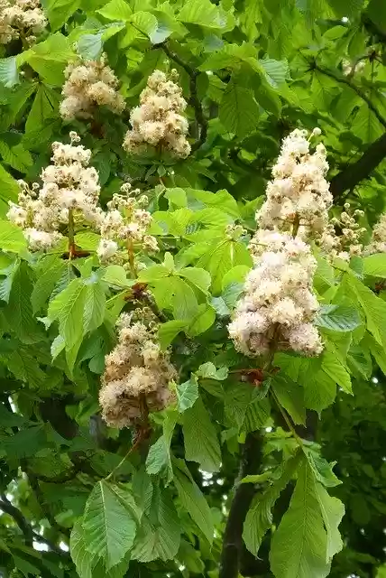 Free download Chestnut Blossom Bloom -  free photo or picture to be edited with GIMP online image editor