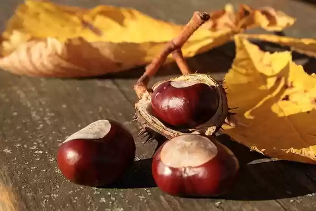 Free download chestnuts chestnut peel free picture to be edited with GIMP free online image editor