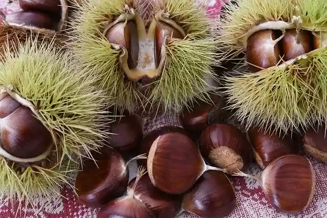 Free download Chestnuts Fruit Autumn -  free photo or picture to be edited with GIMP online image editor
