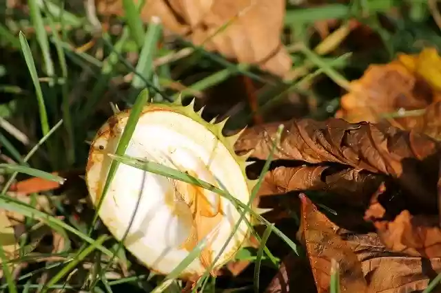 Free download Chestnut Shell Leaves -  free free photo or picture to be edited with GIMP online image editor