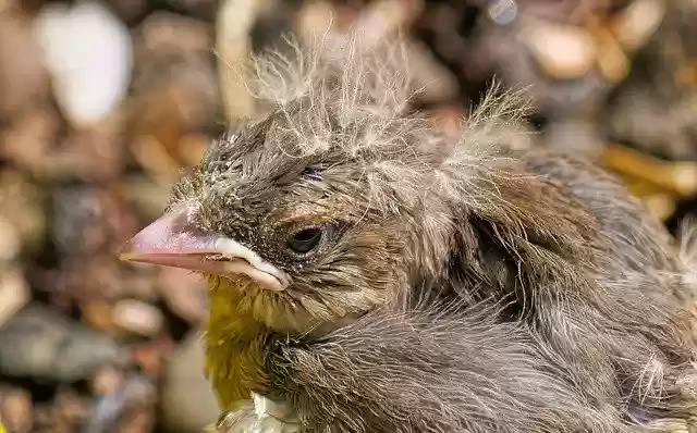 Free download Chick Bird Little -  free free photo or picture to be edited with GIMP online image editor