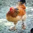 Chicken and leg feathers  screen for extension Chrome web store in OffiDocs Chromium