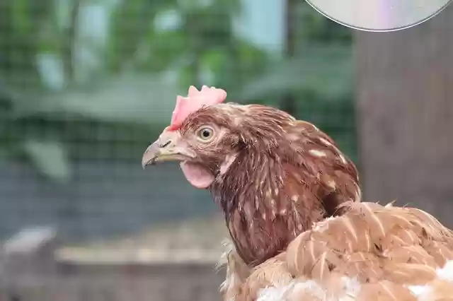 Free download chicken bird feathered race free picture to be edited with GIMP free online image editor
