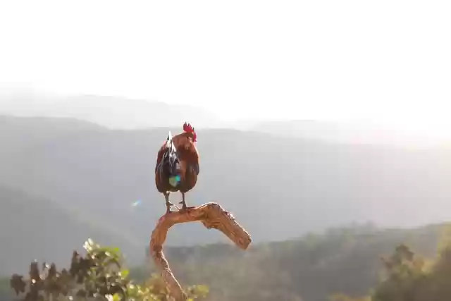 Free download chicken bird nature rooster animal free picture to be edited with GIMP free online image editor