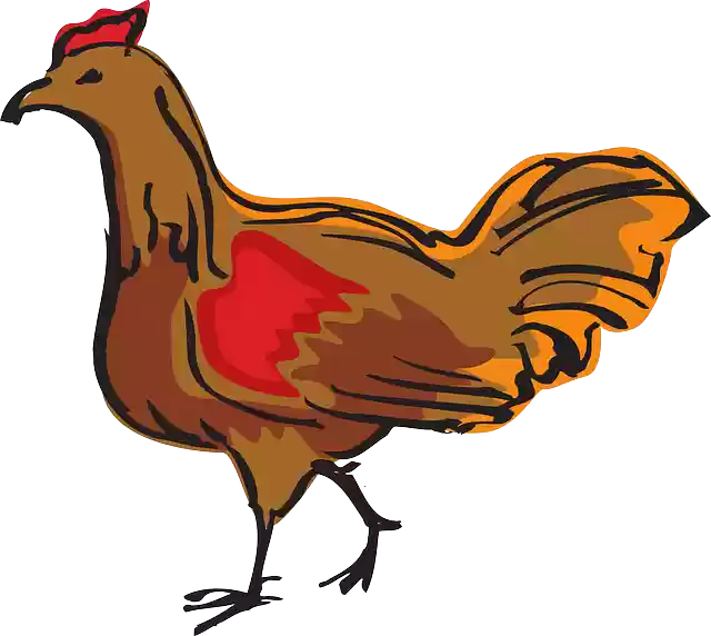 Free download Chicken Bird Walking - Free vector graphic on Pixabay free illustration to be edited with GIMP free online image editor