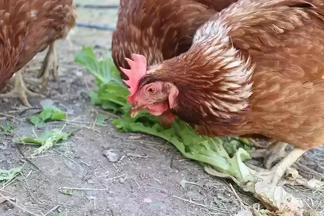 Free download Chicken Black White -  free photo or picture to be edited with GIMP online image editor