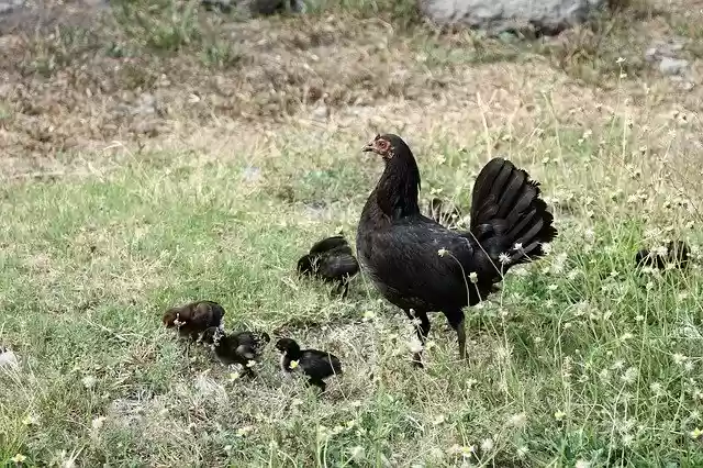 Free download Chicken Chickens Nature -  free photo or picture to be edited with GIMP online image editor