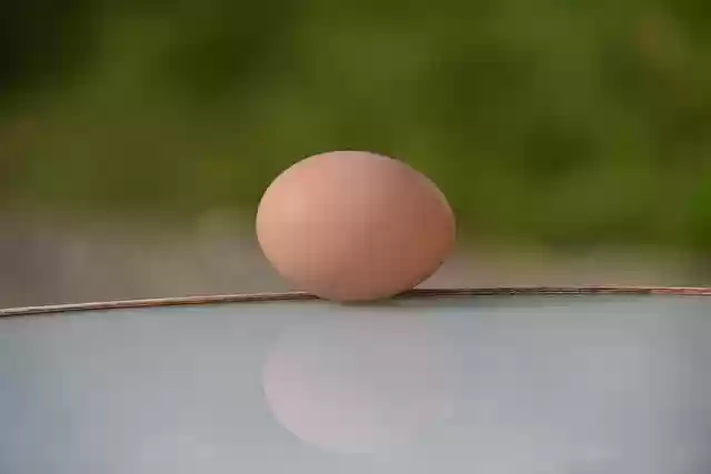 Free download chicken egg egg food brown egg free picture to be edited with GIMP free online image editor