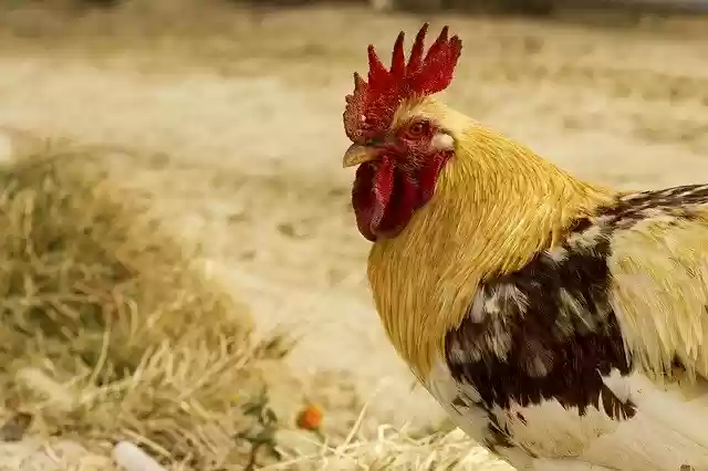 Bezpłatne pobieranie Chicken Head White - bezpłatne zdjęcie lub obraz do edycji za pomocą internetowego edytora obrazów GIMP
