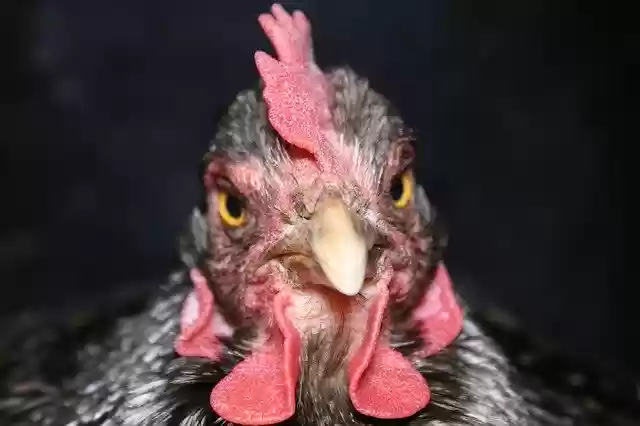 Free download Chicken Hen Bill -  free photo or picture to be edited with GIMP online image editor