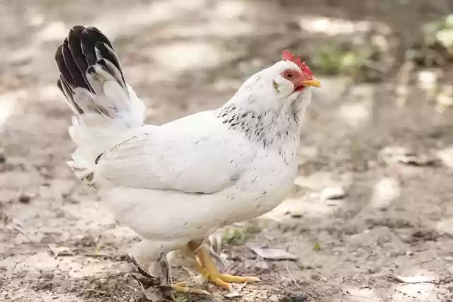 Free download chicken hen rooster farm bird free picture to be edited with GIMP free online image editor