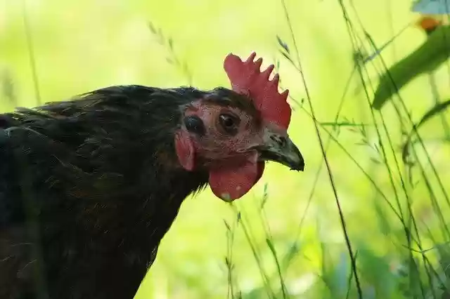 Free download Chicken Nature Animal -  free photo or picture to be edited with GIMP online image editor