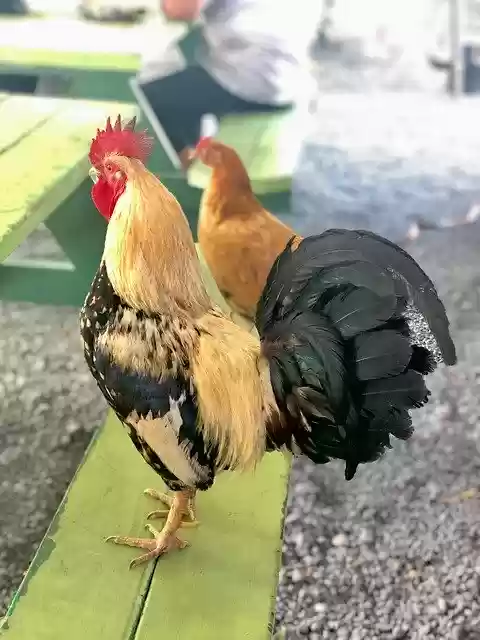 Free download Chicken Rooster Farm -  free photo or picture to be edited with GIMP online image editor