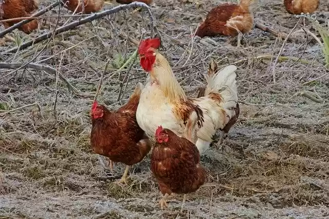 הורדה חינם תרנגולות חקלאות חיות תבנית תמונה בחינם לעריכה עם עורך התמונות המקוון GIMP