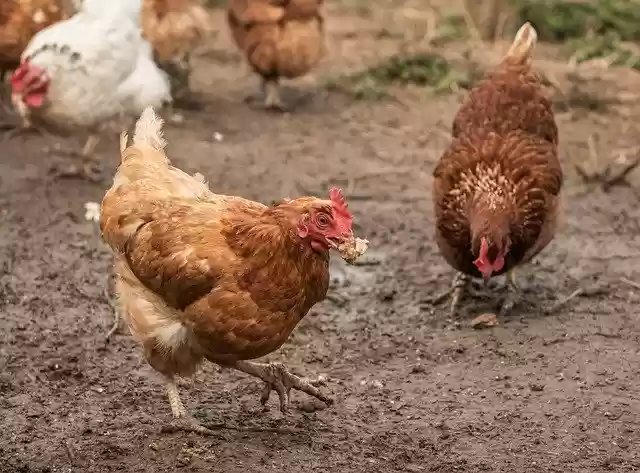 Free download Chickens Farm Rural Art -  free photo or picture to be edited with GIMP online image editor
