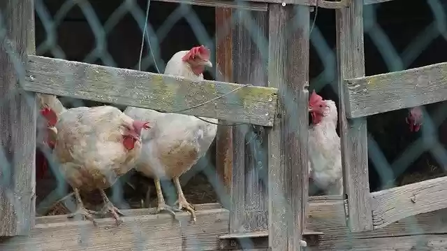 Free download Chickens Stall Farm -  free photo or picture to be edited with GIMP online image editor
