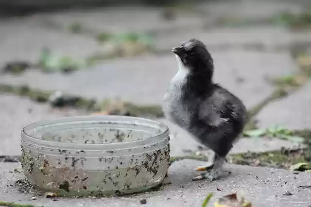 Free download Chicks Are Chickens Small Baby -  free photo or picture to be edited with GIMP online image editor